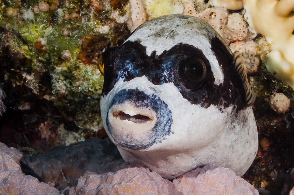 Masked Puffer