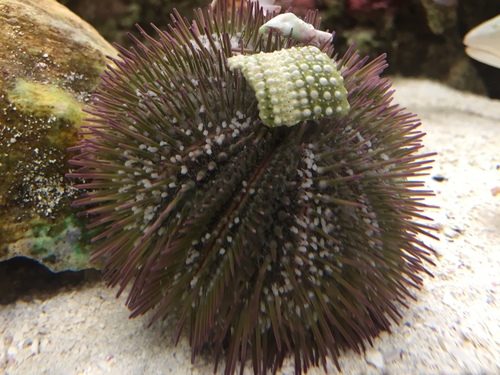 Pincushion Urchin