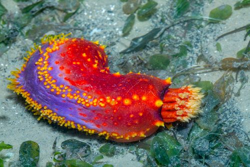Sea Apple