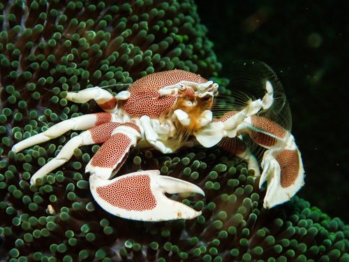 Anemone Crab