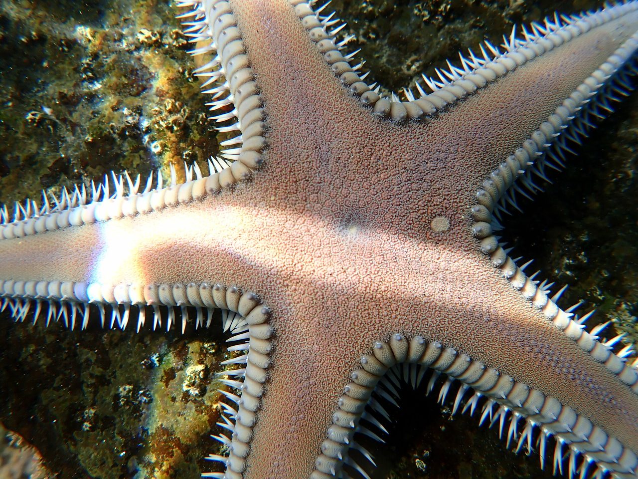 Sand Sifting Starfish