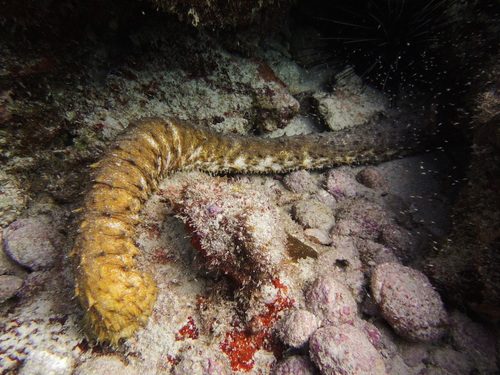 Tiger Tail Sea Cucumber