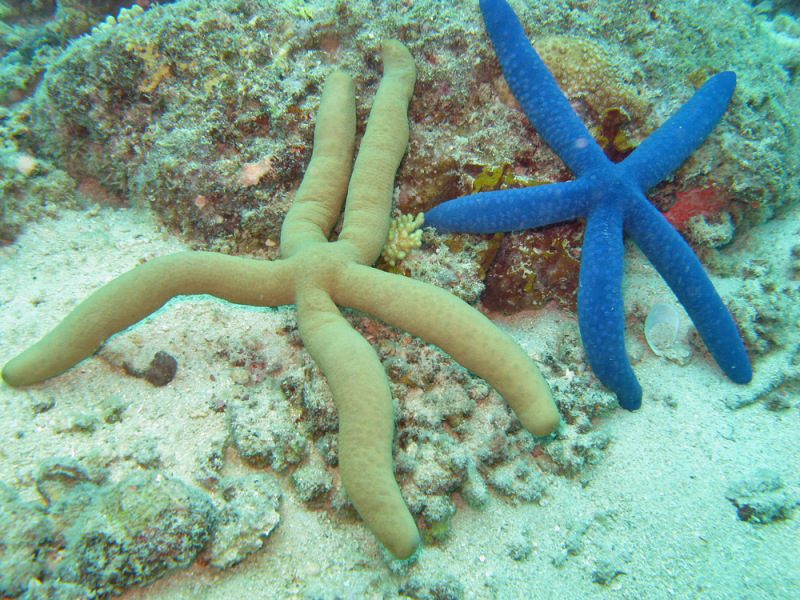 Linkia Starfish