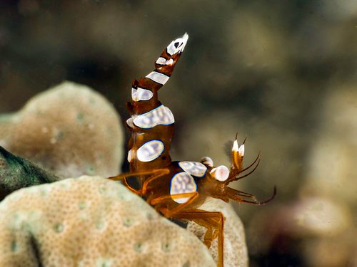 Sexy Shrimp