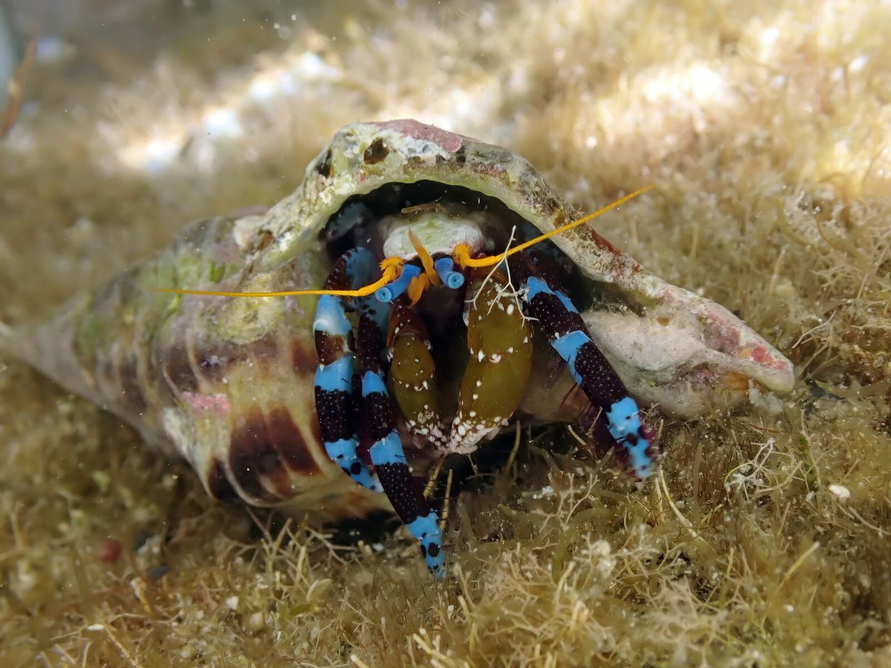 Electric Orange Hermit Crab