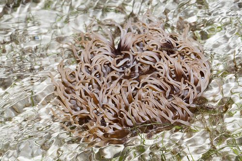 Long Tentacle Anemone
