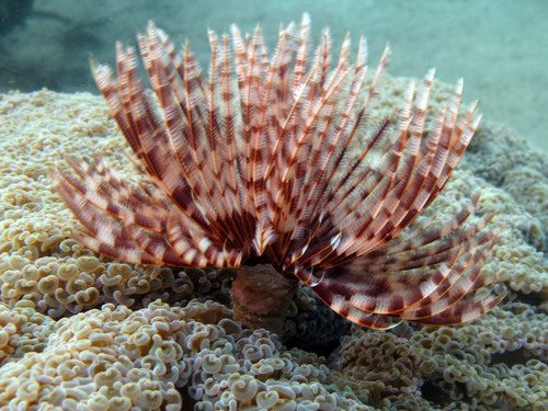 Feather Duster Worm