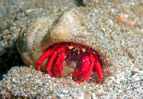 Scarlet Reef Hermit Crab