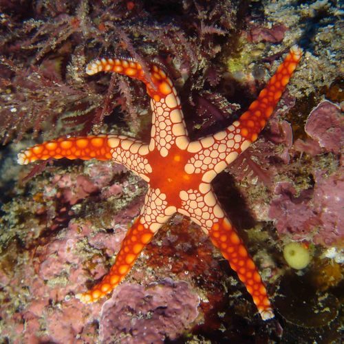 Fromia Starfish