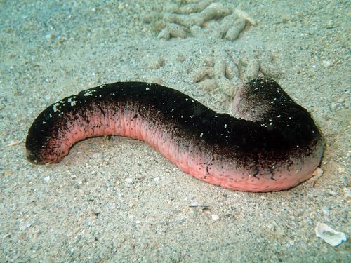 Pink and Black Sea Cucumber