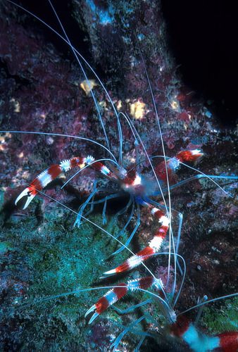 Boxing Shrimp