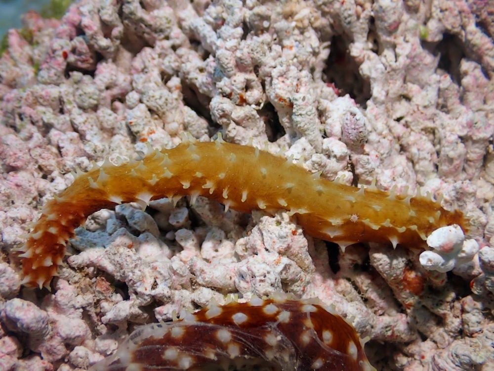 Golden Sea Cucumber