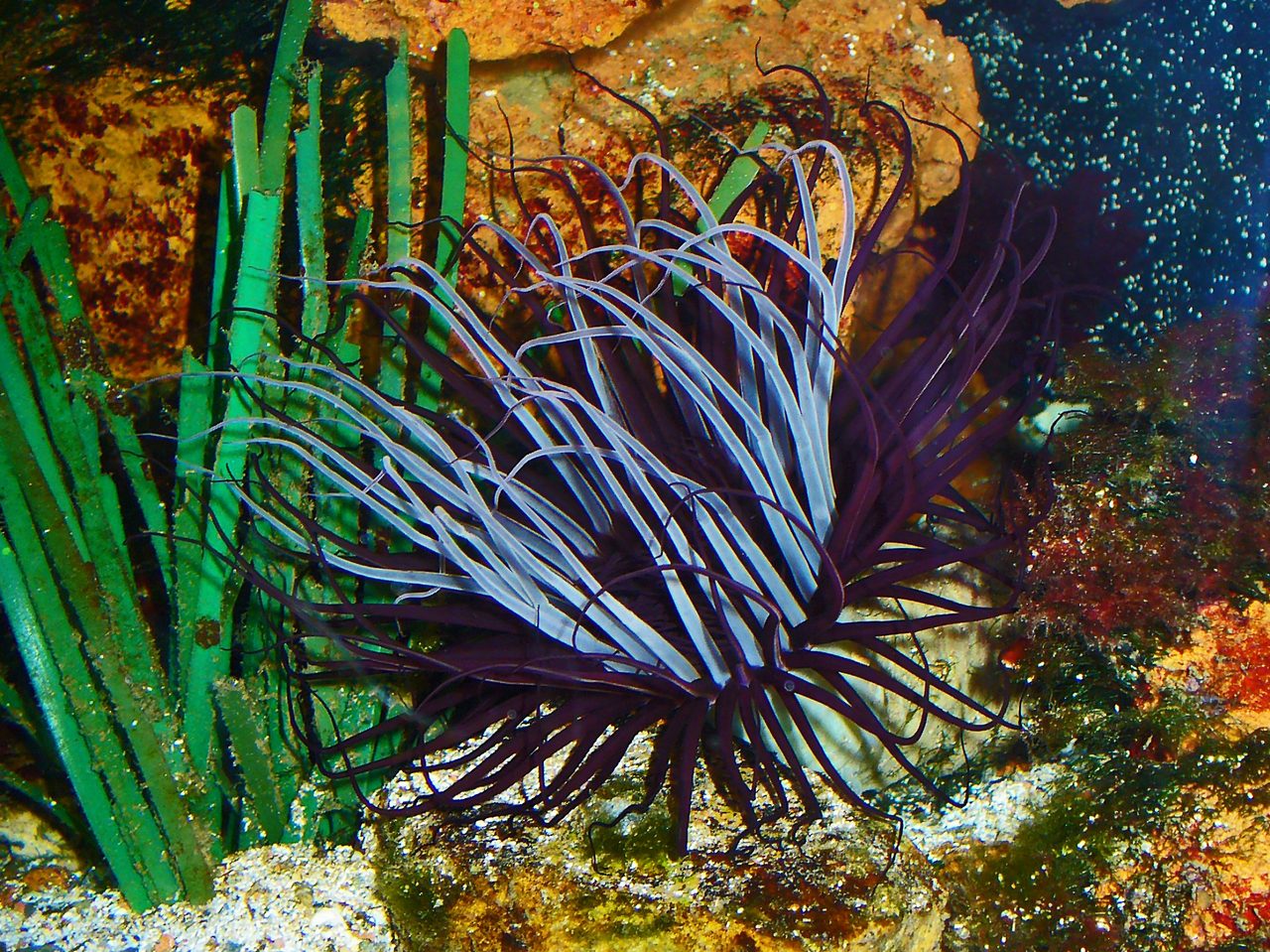 Tube Anemone