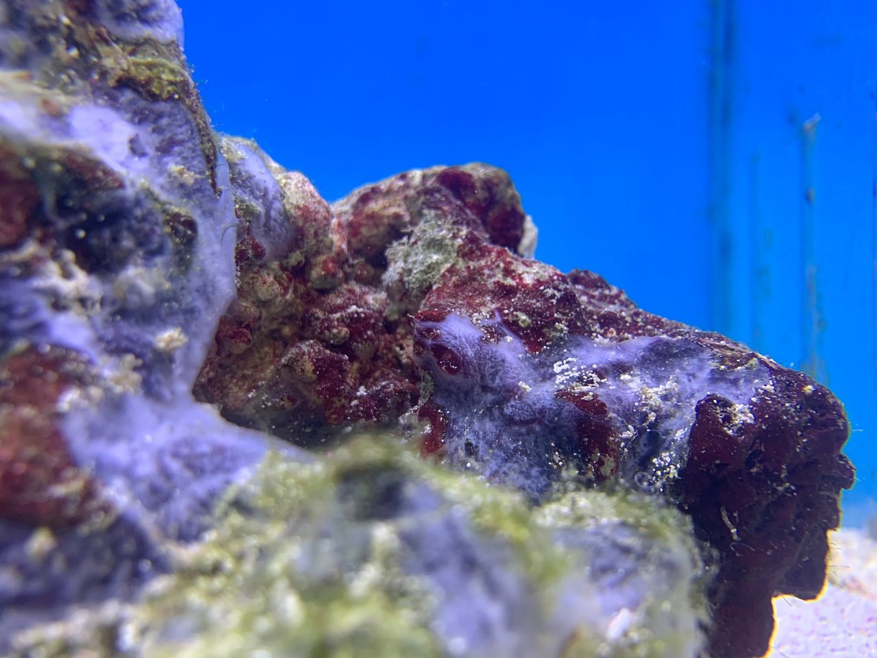 Cryptic Sponge