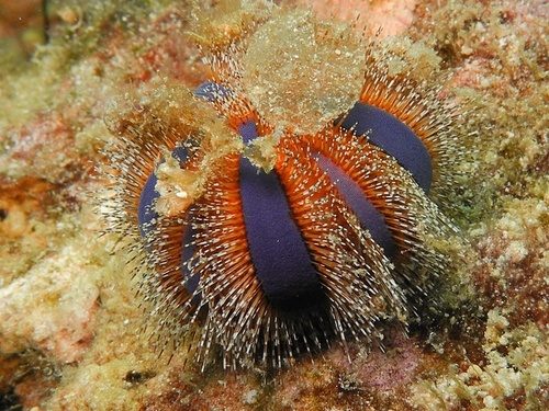 Tuxedo Urchin