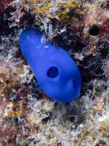 Blue Tunicate