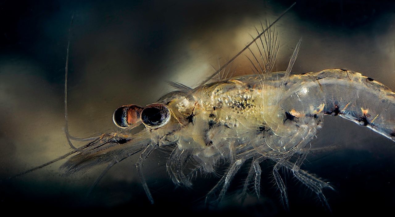 Mysid Shrimp