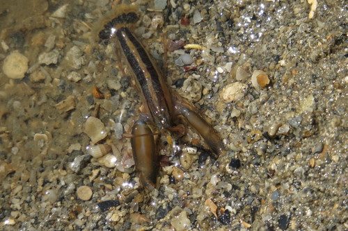 Pistol Shrimp