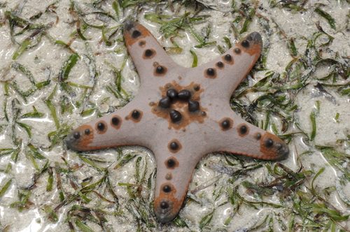 Chocolate Chip Starfish