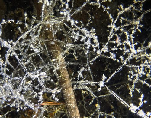 Branching Bryozoan