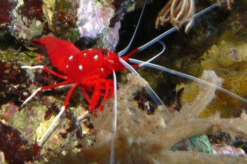 Blood Red Fire Shrimp
