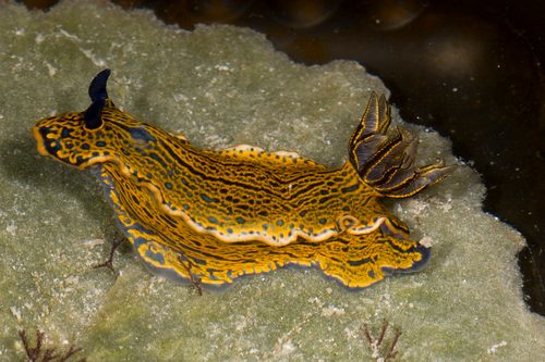 Zebra Dorid Nudibranch
