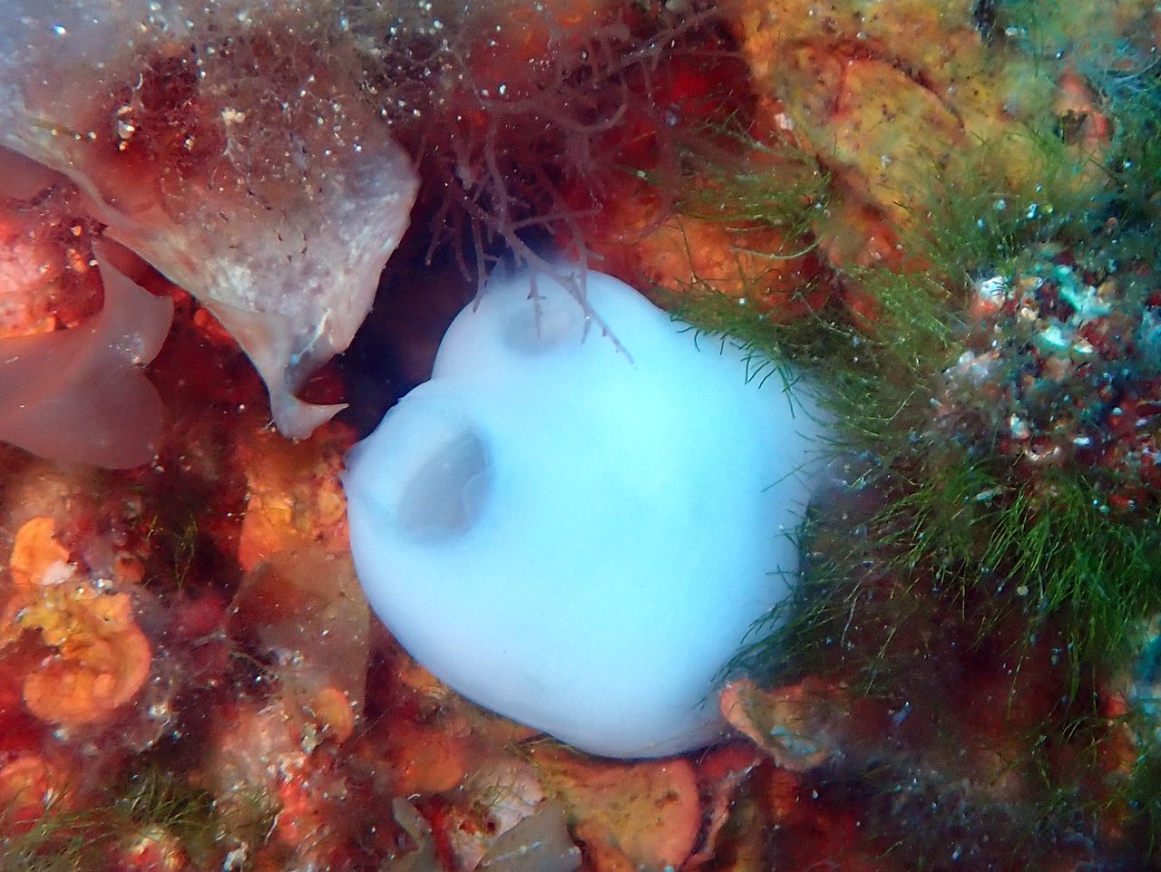 Red Tunicate