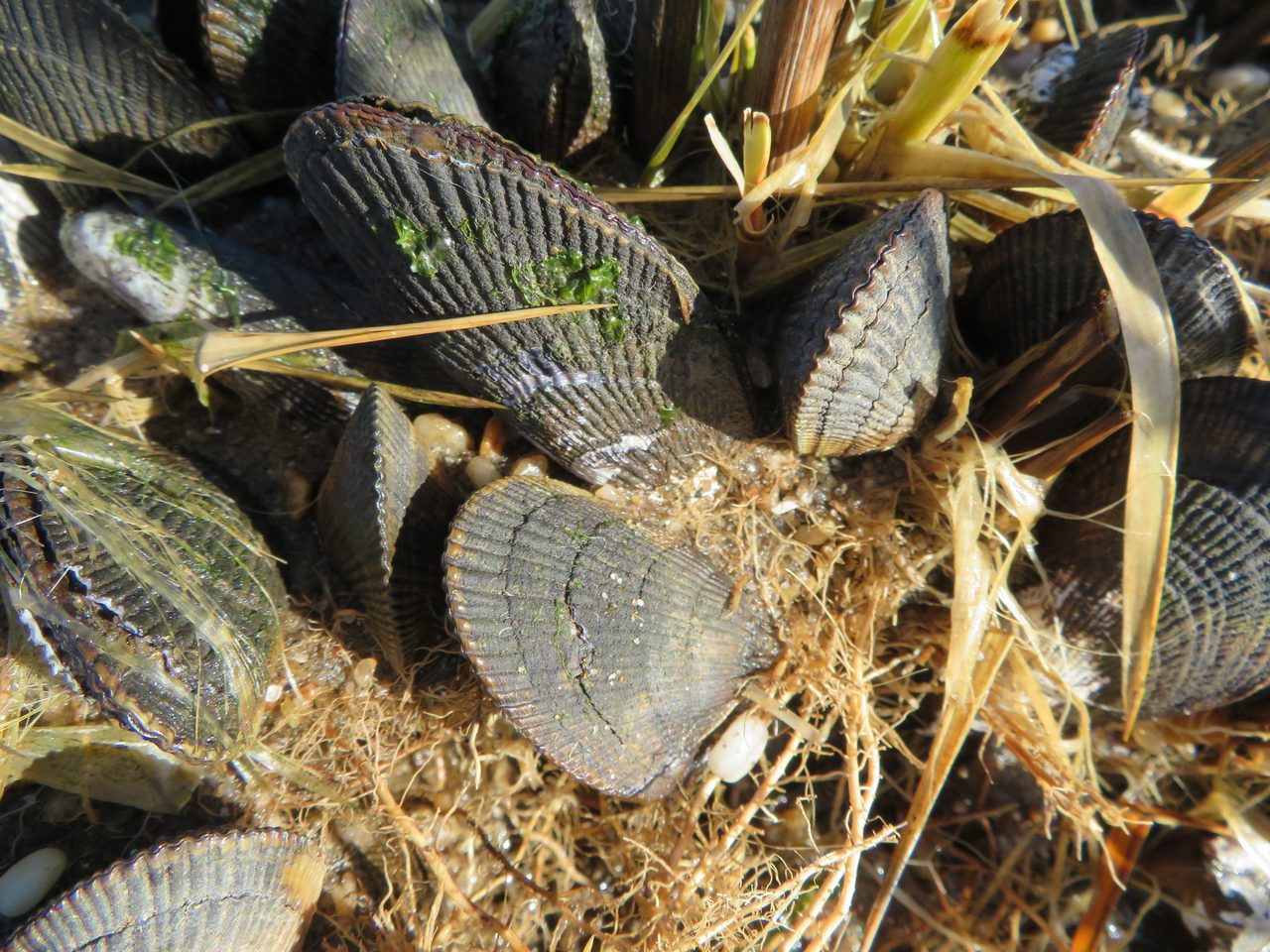 Mussel