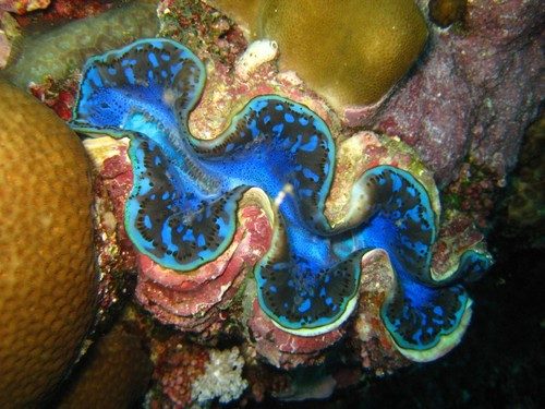 Maxima Clam