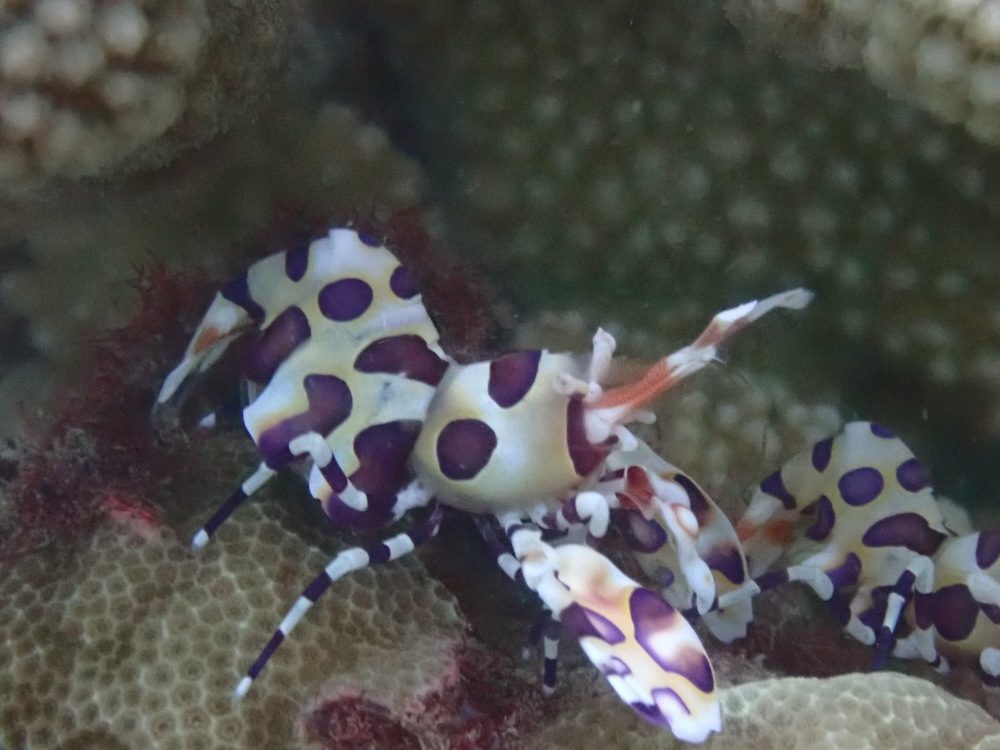 Harlequin Shrimp
