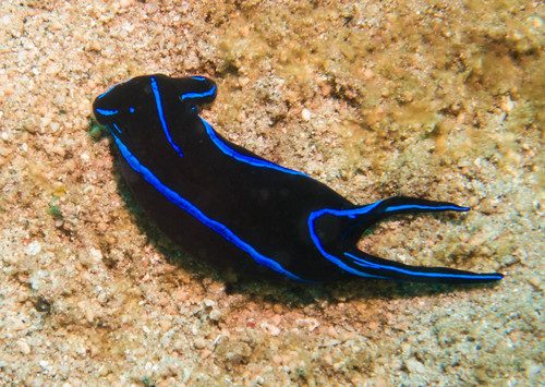 Blue Velvet Sea Slug