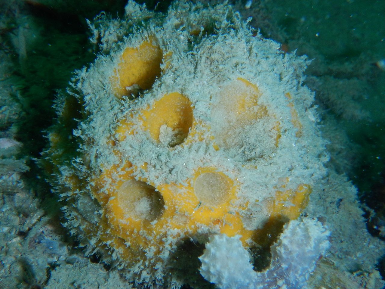 Blue Ball Sponge