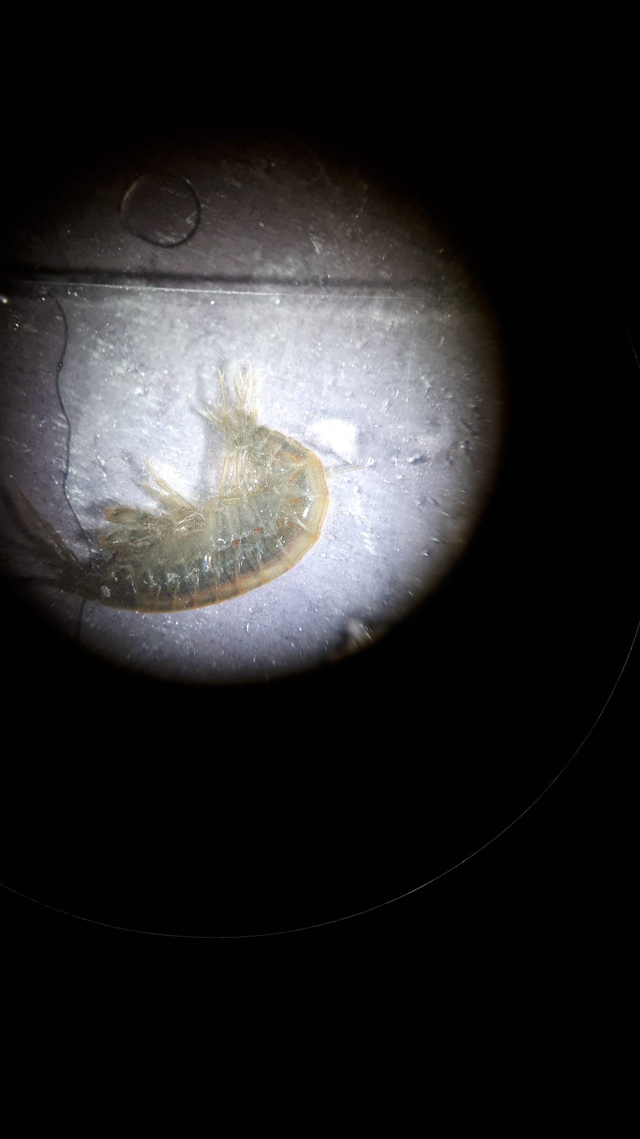 Amphipods